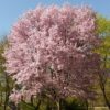 cherry-blossom-6507_960_720
