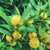 lemons-1149003_960_720