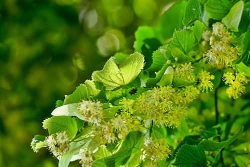 nature-3462957_960_720